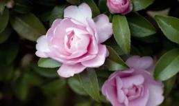 Ai sinh tháng âm lịch này, cuộc đời gặp nhiều may mắn, bản lĩnh vững vàng, tháng 9 âm lịch đếm tiền mỏi tay