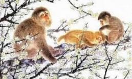 Tử vi tuần mới, top 3 con giáp vượt mọi tai ương, gánh lộc về nhà, phát tài phát lộc, sự nghiệp hanh thông suôn sẻ