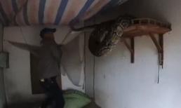 Hãi hùng cảnh trăn 'khủng' bò vào nhà, trườn lên bàn thờ định tấn công người đàn ông