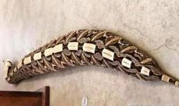 Loài rắn béo nhất thế giới Gaboon Viper khủng khiếp như thế nào? Nó có đủ mạnh để cạnh tranh với hổ mang chúa?