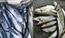 Khi mua cá, người 'sành ăn' chọn mua 3 loại cá biển này, không nuôi nhân tạo, thịt tươi, mềm, giá rẻ