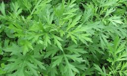 Gội đầu bằng nước đun lá ngải cứu, trong một thời gian tóc có thể có 4 thay đổi đáng mừng 