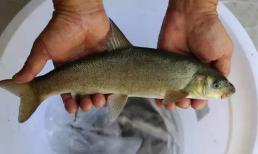 Cá tự nhiên có nhiều dinh dưỡng hơn cá nuôi không? Cá càng đắt tiền càng tốt? Có một số điều bạn cần biết khi mua cá