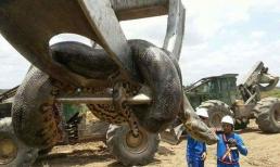 Loài rắn lớn nhất thế giới, kể cả báo đốm và cá sấu cũng không phải là đối thủ, chúng khủng khiếp như thế nào?