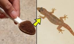 Trong nhà xuất hiện quá nhiều thạch sùng. Đừng giết, hãy làm theo các cách sau, chúng tự nhiên biến mất, không bao giờ dám xuất hiện nữa