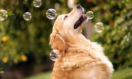 Từ giờ đến Rằm tháng 9 âm lịch, 3 con giáp có vận may lội ngược dòng, cuộc sống thăng hoa, thành công mỹ mãn