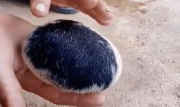 Sinh vật tròn như quả bóng, có rất nhiều lông khiến dân tình xôn xao