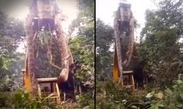 Máy xúc bắt được trăn khổng lồ dài hơn 9m