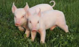 10 ngày cuối tháng 10: 3 con giáp phúc khí bủa vây, đón nhận vận may tới tấp, tài lộc ùn ùn kéo về