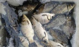 Để mua cá diếc ngon, nên chọn con to hay con nhỏ? Hãy nhớ 3 điểm để mua đúng cá diếc tự nhiên ngon