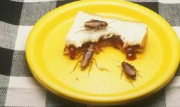 Không cần lo lắng về lũ gián, dạy bạn tự làm công cụ 'diệt gián thần kỳ', an toàn và thiết thực