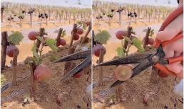 Vườn nho cây cao chỉ bằng ngón tay đã ra quả to khiến dân mạng bán tín bán nghi