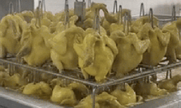 Cách luộc gà một mẻ cả trăm con khiến cư dân mạng mở mang tầm mắt