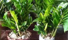 Nuôi cây tiền, nắm được 4 điểm này thì cành lá xum xuê, tinh thần phấn chấn