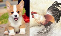 Các con giáp sẽ gặp may mắn gì sau tuổi trung niên?