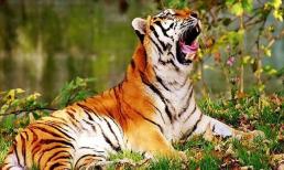 Cuối tuần này (30-31/10), Top 3 con giáp may mắn gánh lộc về nhà, sự nghiệp lên hương, đánh đâu thắng đó, tình tiền viên mãn