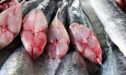 Mua cá thu có lưng màu xám hay xanh sẽ ngon hơn? Lão ngư dạy 3 bí quyết chọn cá thu siêu chuẩn, không sợ bị ướp đạm