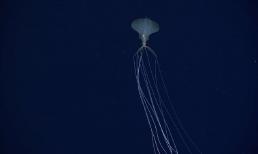 Video hiếm dưới biển sâu 2.400 mét phát hiện loài vật có hình dạng kì dị như đến từ ngoài hành tinh