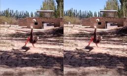 Thanh niên quê sở hữu kỹ năng đá bóng kinh ngạc khiến CR7 cũng phải trầm trồ