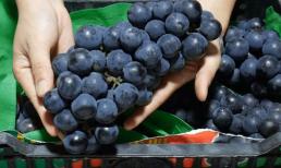 Chỉ dùng nước sạch để rửa nho, tương đương với việc ăn phải “trứng côn trùng”, mách bạn cách rửa sạch và đảm bảo vệ sinh trước khi ăn