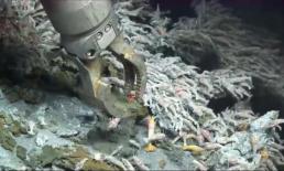 Loại tôm chịu nhiệt nhất thế giới, sống trong miệng núi lửa với nhiệt độ cao trên 450 độ, tại sao không bị nấu chín?