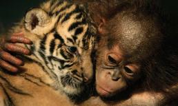 Cha mẹ tuổi nào không hợp sinh con năm Nhâm Dần 2022, xem ngay để tránh những điều bất lợi, xui xẻo