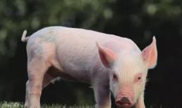Các bác sĩ khuyến cáo nên ăn ít 6 bộ phận này của con lợn, ruột già là phần cuối cùng được nhiều người thích ăn 