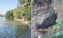 Hồ Gươm bất ngờ xuất hiện loài sinh vật không ngờ tới, nhưng đây không phải chuyện quá hiếm ở Hà Nội