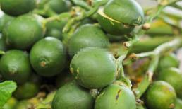 WHO kêu gọi: 4 loại rau có thể hại hơn cả 'trầu không', hãy đưa vào 'danh sách đen' càng sớm càng tốt 