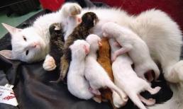 Nuôi mèo, khuyên bạn không nên nuôi 'mèo cái' vì những lý do này