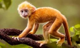 3 con giáp không nên đầu tư vào năm 2022, dễ lâm vào cảnh thất bát trắng tay, tiền của đội nón ra đi