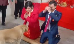 Khi một đôi vợ chồng mới cưới ở Hà Châu, Quảng Tây làm lễ thành hôn, đã xảy ra cảnh tượng 'cười nghiêng ngả'