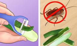Không cần dùng hóa chất nguy hiểm, đây là 5 mẹo giúp đuổi côn trùng khỏi ngôi nhà của bạn