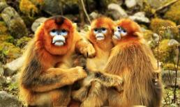 Cuối tuần này (18 - 19/10): top 3 con giáp sẽ gặp được cơ hội ngàn năm có một, tài lộc ngập tràn, tiền vàng đầy nhà, muốn nghèo cũng khó