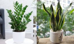 Nhâm Dần 2022 nên trồng những loại cây phong thủy này trong nhà để giúp gia chủ hút tài lộc, may mắn