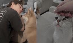 Sơn Tùng M-TP đăng ảnh khoe thú cưng nhưng lại để lộ 'thói quen khó bỏ' khiến dân mạng không khỏi can ngăn