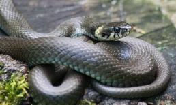 Nhâm Dần 2022: 3 con giáp luôn có quý nhân phù trợ, làm đâu thắng đó, gặt hái vô số thành công