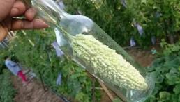 Người đàn ông làm vườn cho hết số mướp đắng vào chai thủy tinh, người khác thấy chê cười là 'ngu', nhưng sau mấy tháng mới 'chết lặng'