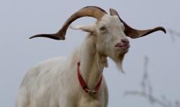 3 con giáp có cơ hội đổi đời vào đầu năm 2022, ngửa đầu đón quý nhân cúi đầu hốt tài lộc