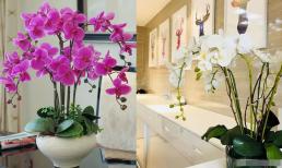 Lan hồ điệp trên bàn làm việc của văn phòng sẽ có tác dụng phong thủy gì?