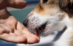 Con chó luôn liếm tay và chân của bạn. Hóa ra nó đang nói với bạn những điều này. Giờ biết cũng chưa muộn