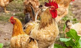 Nội tạng “bẩn” nhất của gà dù ngon đến mấy cũng không nên ăn, ăn lâu dài rất hại cơ thể