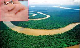 Cá siêu ác, thích chui vào vùng kín cơ thể người, 'cơn ác mộng' của đàn ông