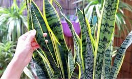 Để trồng cây lưỡi hổ, bạn chỉ cần thực hiện 'bốn điểm' đơn giản, lá dày và có nhiều chồi non mọc lên