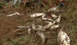 'Mưa cá' bất ngờ xuất hiện ở Mỹ, khoa học lý giải nguyên nhân đằng sau hiện tượng hiếm gặp này