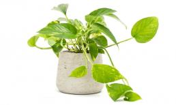 Tuổi Tý - Thìn - Ngọ - Mùi trưng cây phong thủy gì để năm 2022 may mắn, vận khí hanh thông, tài lộc viên mãn