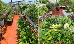 Trồng rau trên sân thượng không khó, nhưng làm sao để thu hoạch được nhiều và nước tưới không bị ngấm xuống nhà thì đây là bí quyết