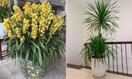 Ngày cuối năm, đặt ngay những cây cảnh hút tài hút lộc này trong nhà giúp gia chủ tài lộc hanh thông, tiền vào chật két