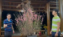 Nghệ sĩ Hoài Linh tranh cãi dữ dội về cây đào chưng Tết, cái kết khiến tất cả phải bật ngửa  