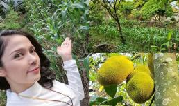 Giữa tin đồn tuyên bố giải nghệ, Việt Trinh xuất hiện tươi tắn và khoe vườn rộng 2.500m2 